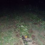 草との戦い　230902